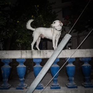 Stergios Papadakis | la lunga storia della strada